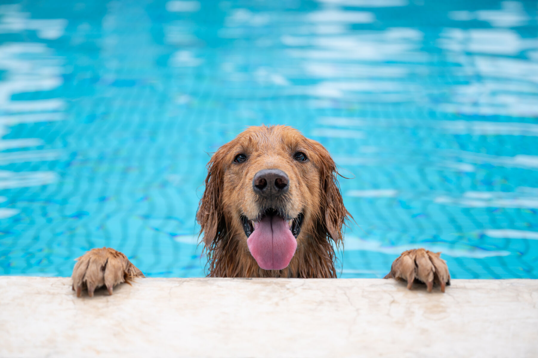 happy dog in swimming pool